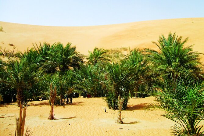 Liwa Over Night Safari - Dinner, breakfast, and the early start