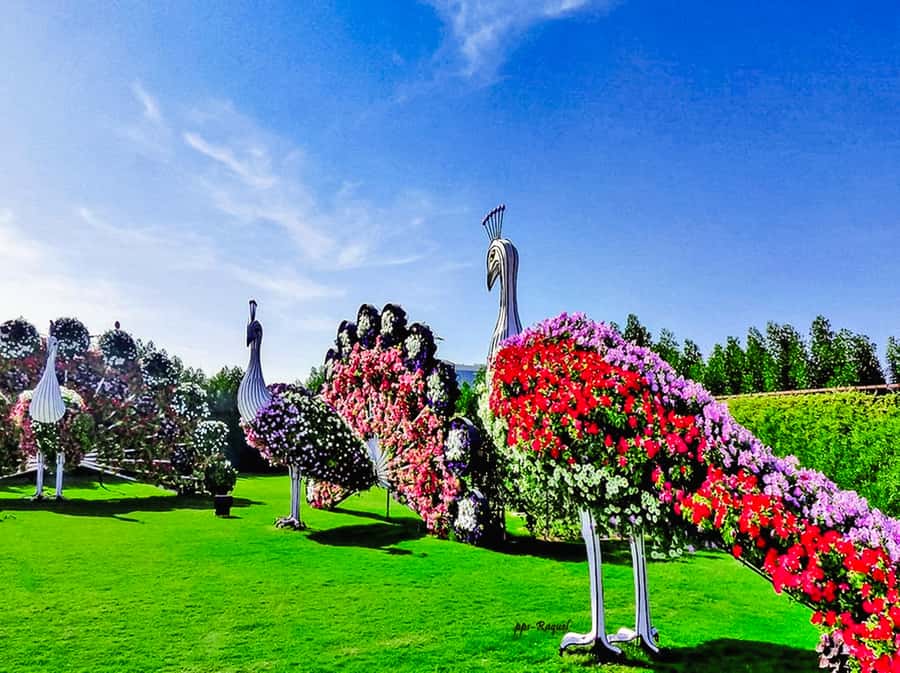 Miracle Flora & Fauna Marvels at Miracle Garden - The short walk to Miracle Garden