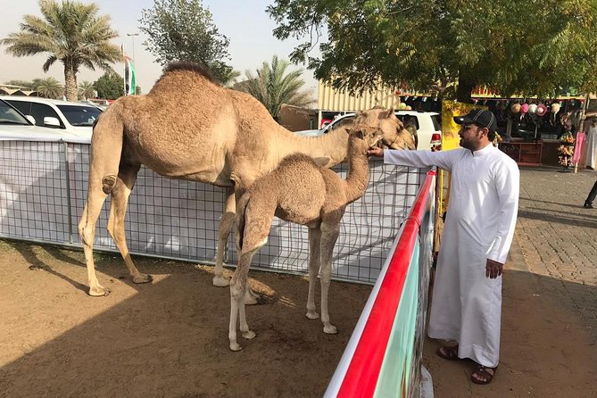 Morning Dubai Desert Safari with Sand boarding and Camel Ride - What the $75 price really covers