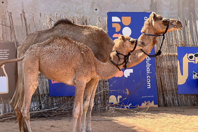 Old Dubai tour: Local Market, Tasting, Dubai creek with Abra ride - The abra crossing connects Bur Dubai and Deira