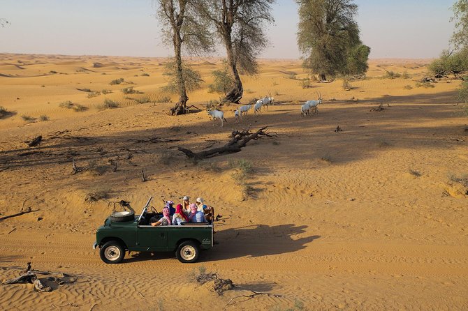 Overnight Desert Safari - Vintage Land Rovers & Traditional Activities - A slow safari in a 1950s Land Rover
