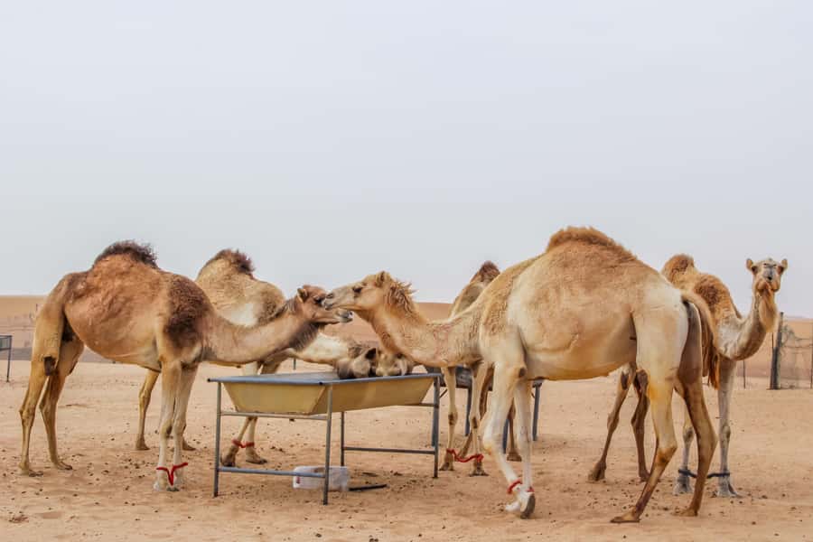 Overnight Dubai Desert Safari with BBQ Dinner - BBQ dinner and the first night in the desert