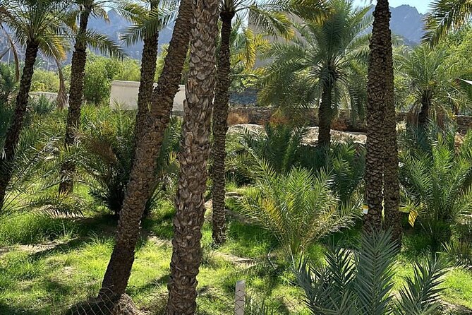 Private Full Day Hatta Visit Dam Heritage Village Lake - Swan Lake Bridge and a Quiet Family Pause