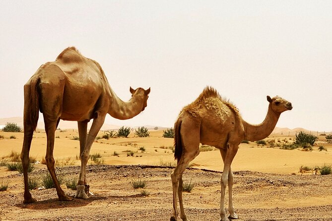 Professional Desert Safari with Camel Ride & BBQ in Bedouin Camp - Red dunes and sunset driving near Al Madam