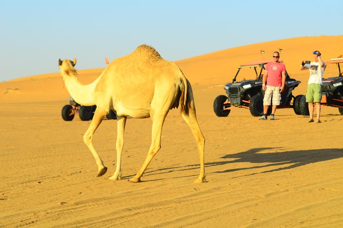 Ras Al Khaimah: Afternoon Desert Safari and BBQ Dinner - What dinner is really like under the stars