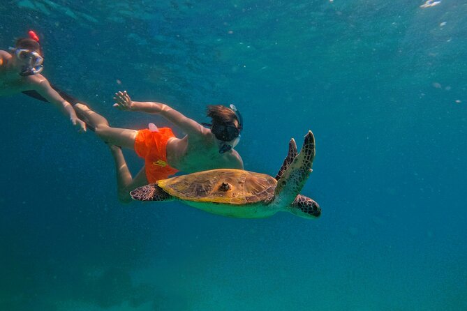 Snorkeling with turtles in Fujairah with BBQ lunch - Key points to know before booking