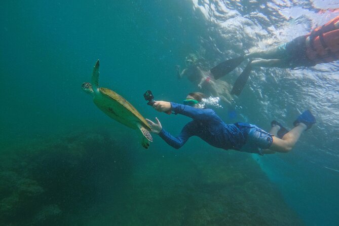 Snorkeling with turtles in Fujairah with BBQ lunch - Who will enjoy this Fujairah snorkeling trip