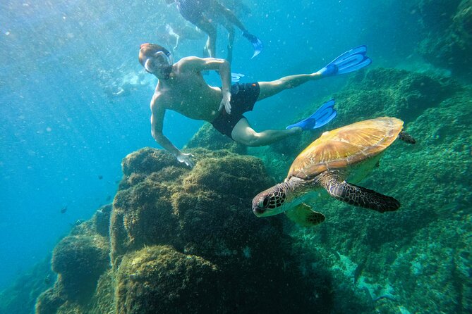 Snorkeling with turtles in Fujairah with Transfer & BBQ lunch - What you may see beneath Fujairah’s surface