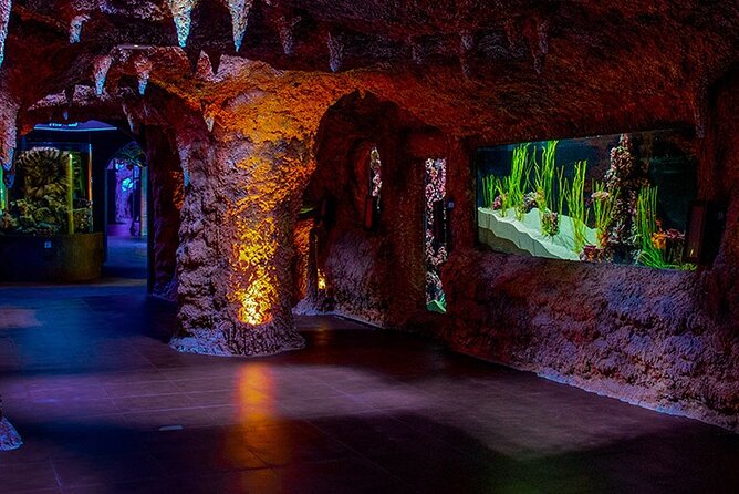 The National Aquarium Abu Dhabi Admission Tickets - What the National Aquarium Abu Dhabi is really like