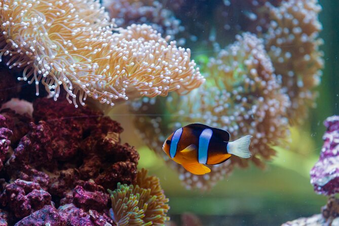 The National Aquarium Abu Dhabi Admission Tickets - Beyond the Glass and the glass-bottom boat